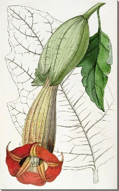 Картина Бругмансия двухцветная (1815-1819)