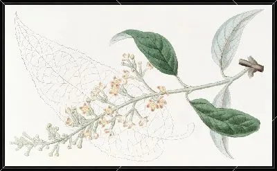 Картина Буддлея разнолистная (1815-1819)