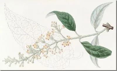 Картина Буддлея разнолистная (1815-1819)