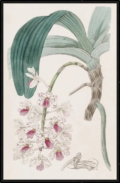 Картина Вайолет Ванда (1815-1819)