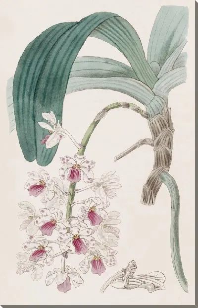 Картина Вайолет Ванда (1815-1819)