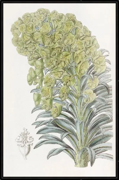 Картина Венецианский молочай (1815-1819)