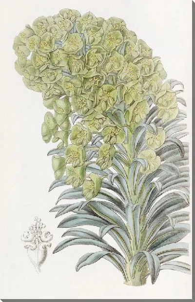 Картина Венецианский молочай (1815-1819)