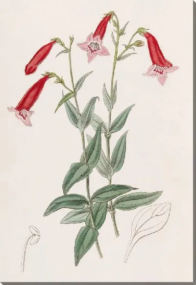 Картина Вермилион Пенстемон (1815-1819)