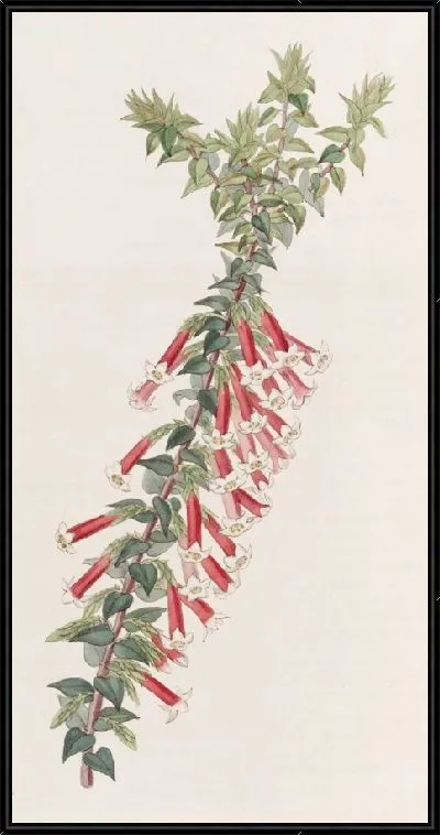 Картина Вермилион Эпакрис (1815-1819)