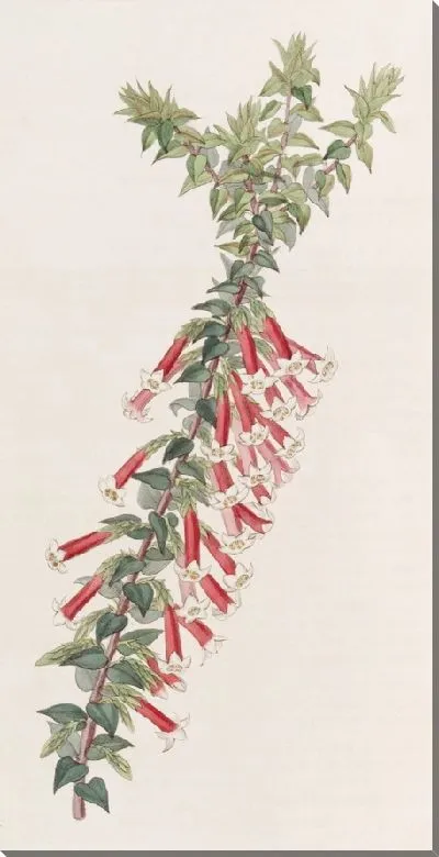 Картина Вермилион Эпакрис (1815-1819)