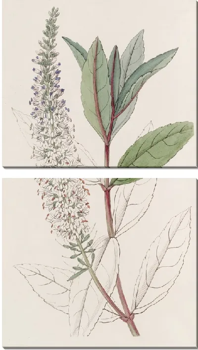Картина Вероника ивнолистная (1815-1819)