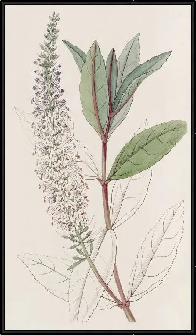 Картина Вероника ивнолистная (1815-1819)