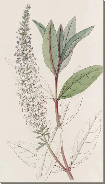 Картина Вероника ивнолистная (1815-1819)