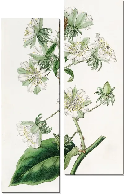 Картина Вест-Индийский крыжовник (1815-1819)