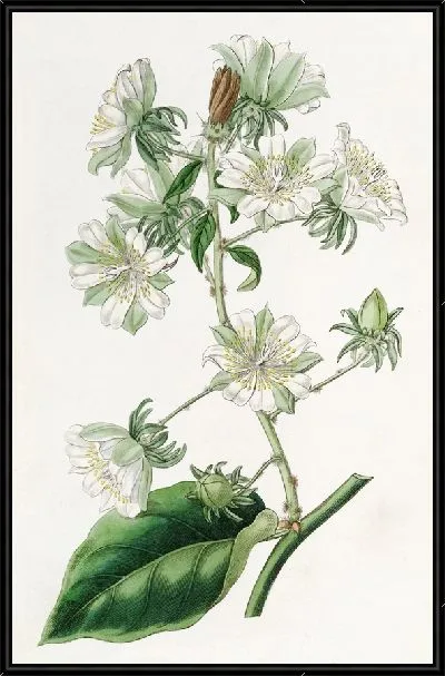 Картина Вест-Индийский крыжовник (1815-1819)