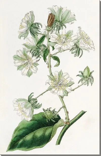 Картина Вест-Индийский крыжовник (1815-1819)