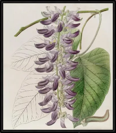 Картина Вест-Индский чесоточный завод (1815-1819)