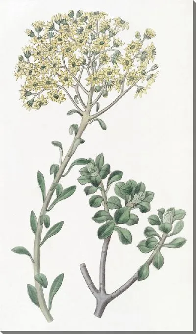 Картина Виллус Хауслик (1815-1819)