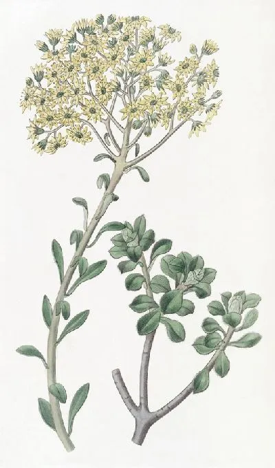 Картина Виллус Хауслик (1815-1819)