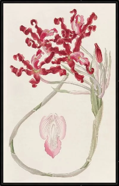 Картина Волнистая Шомбургкия (1815-1819)