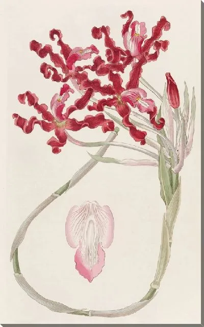 Картина Волнистая Шомбургкия (1815-1819)