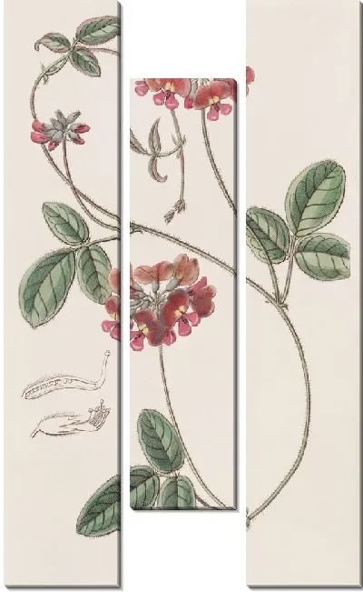 Картина Ворсинчатый Зичья (1815-1819)