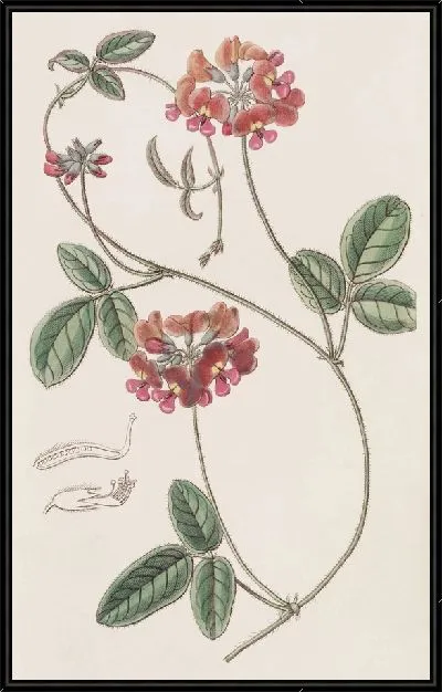 Картина Ворсинчатый Зичья (1815-1819)
