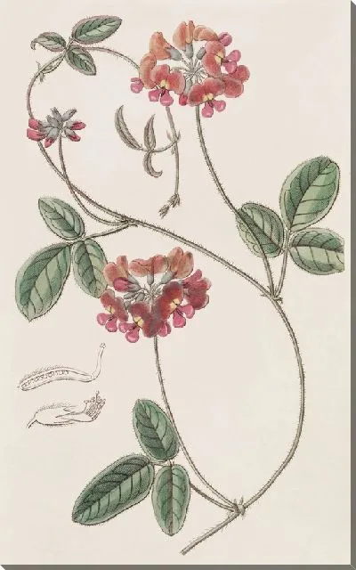 Картина Ворсинчатый Зичья (1815-1819)