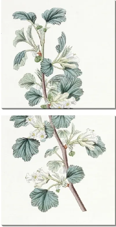 Картина Восковая смородина (1815-1819)