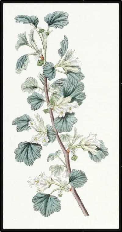 Картина Восковая смородина (1815-1819)