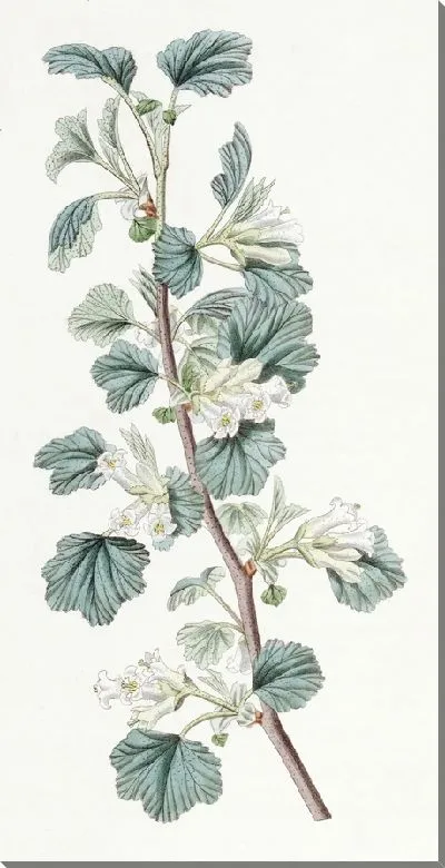 Картина Восковая смородина (1815-1819)