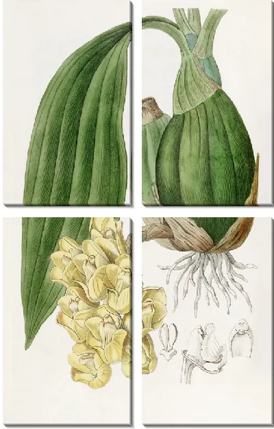 Картина Восковой голубь (1815-1819)