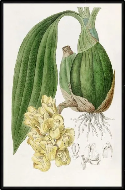 Картина Восковой голубь (1815-1819)