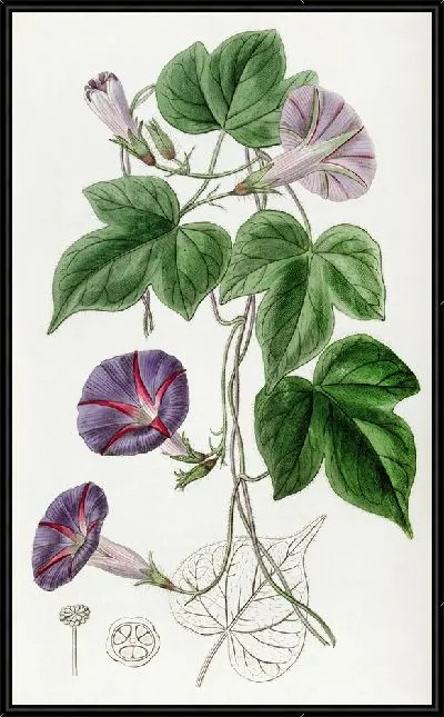 Картина Вьюнок большой трёхлопастной (1815-1819)