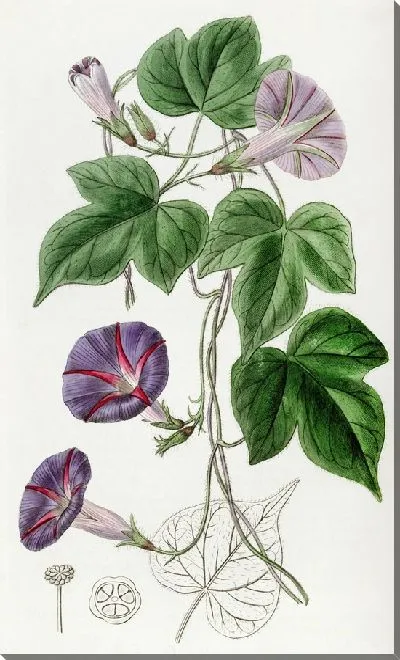 Картина Вьюнок большой трёхлопастной (1815-1819)