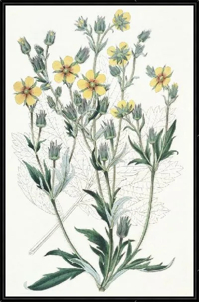 Картина Вязкая лапчатка (1815-1819)