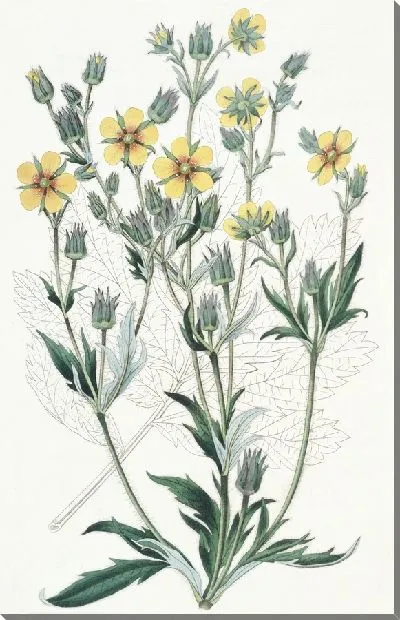 Картина Вязкая лапчатка (1815-1819)