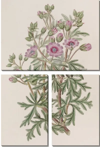 Картина Герань клубневая, разветвленная волна (1815-1819 гг.)