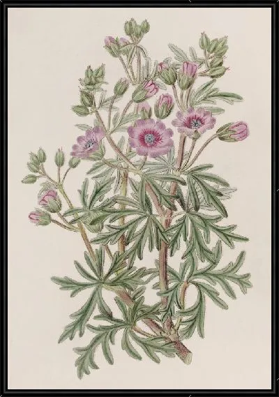 Картина Герань клубневая, разветвленная волна (1815-1819 гг.)