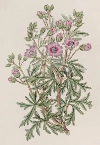 Картина Герань клубневая, разветвленная волна (1815-1819 гг.)