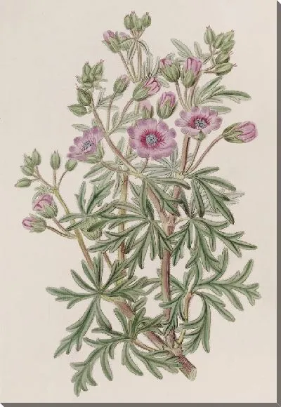 Картина Герань клубневая, разветвленная волна (1815-1819 гг.)