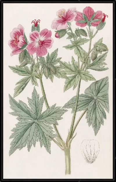 Картина Герань шерстистоцветковая (1815-1819)