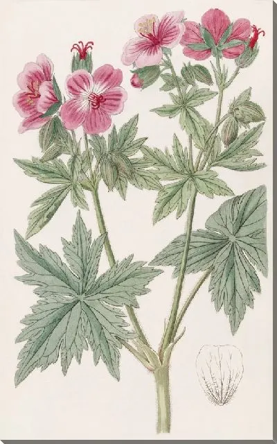 Картина Герань шерстистоцветковая (1815-1819)