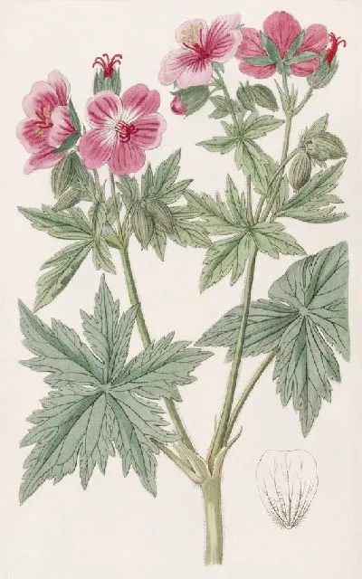 Картина Герань шерстистоцветковая (1815-1819)