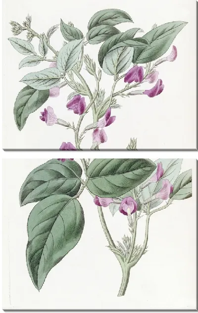 Картина Глицин двулопастной (1815-1819)