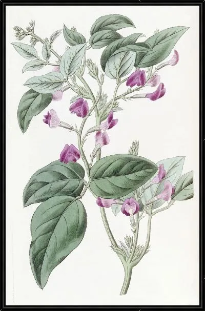 Картина Глицин двулопастной (1815-1819)