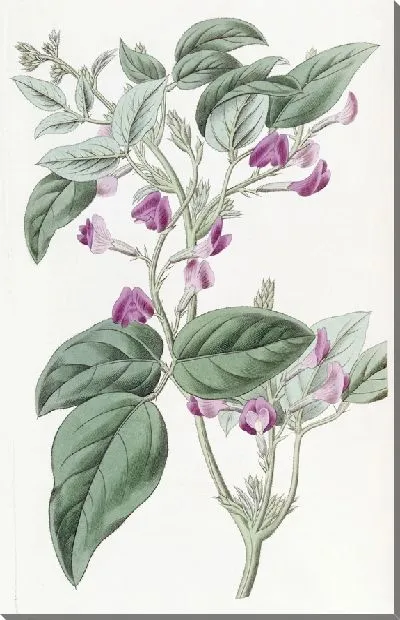 Картина Глицин двулопастной (1815-1819)