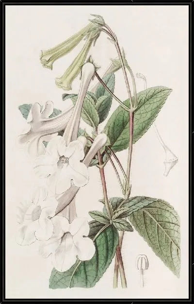 Картина Глоксиния трубчатоцветковая (1815-1819)