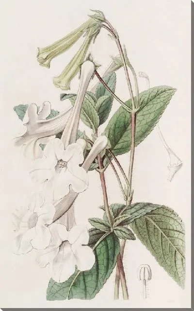 Картина Глоксиния трубчатоцветковая (1815-1819)