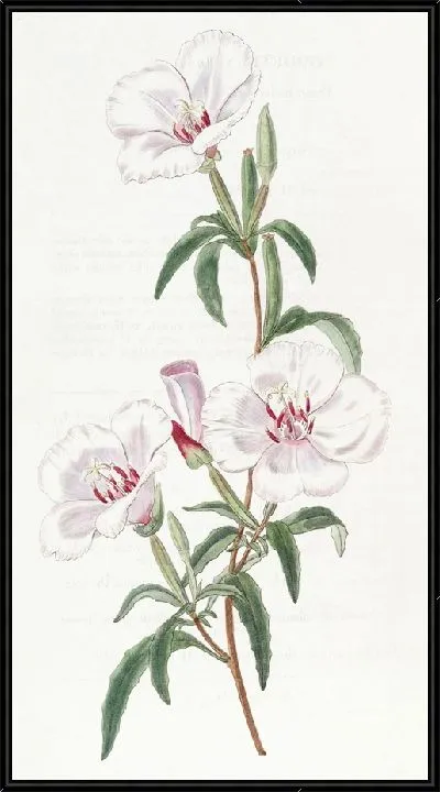 Картина Годеция винно-красная (1815-1819)