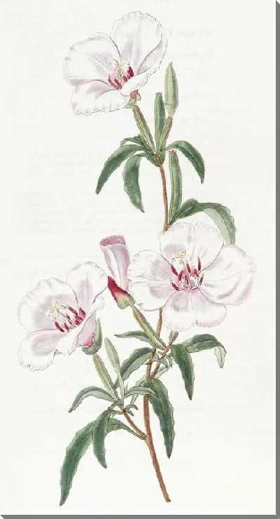 Картина Годеция винно-красная (1815-1819)