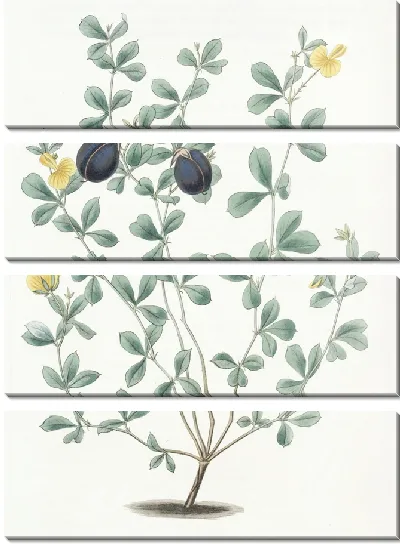 Картина Гомфолобий толстокрайний (1815-1819)