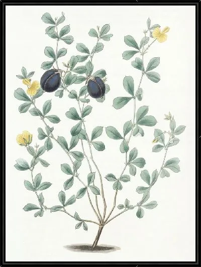 Картина Гомфолобий толстокрайний (1815-1819)