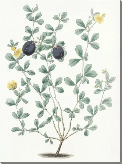 Картина Гомфолобий толстокрайний (1815-1819)